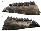 Photo of two views of a fossil jaw bone.
