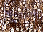 Magnified image of the structure of fossilized plant material