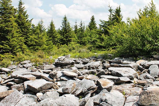 Rocks and Trees