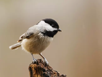 A Carolina chickadee with a black head and white and gray body sits on a branch.