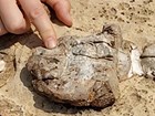 Photo of a fossil sponge.