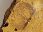 Photo of a fossil shell.