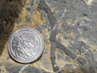 Photo of a branched fossil.