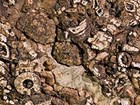 Photo of a rock with many small fossil parts.