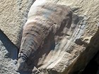 Photo of a fossil shell.