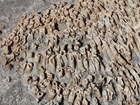 Photo of fossil corals.
