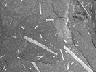 Photo of a rock with small stick-like fossils.