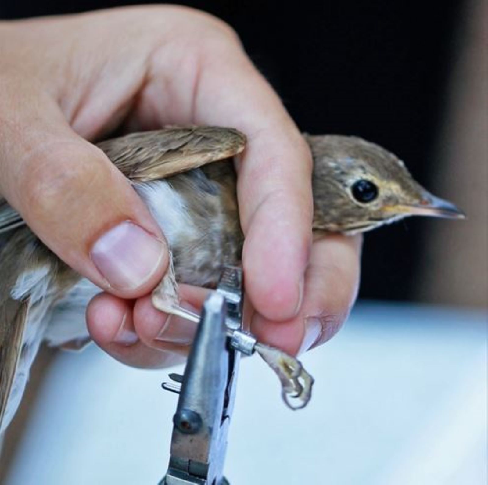 The Buzz of Bird Banding