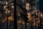 Dappled morning light in a pine forest.