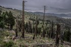 Charred, standing dead trees on the slope of a burned mountainside