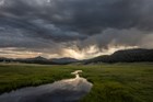 A narrow stream meanders through a lush, montane grassland.