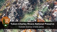 a peregrine falcon on a cliff with video title text