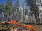A fire burns in a pine forest.