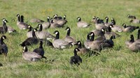 Color photograph of flock of Canada geese on green grass-covered field.