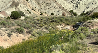 A researcher is taking notes walking along a transect line in a vegetation stand.