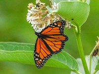 Large, orange butterfly with thick black wing veins, perched on a flower.