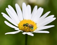 A small green bee foraging on a white and yellow daisy.