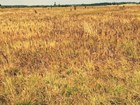 a field of tall yellow grasses