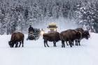 A group of snowmobiles and a snow coach stop for bison.