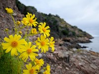 A cluster of several bright yellow flowers on a rocky hillside overlooking the ocean.