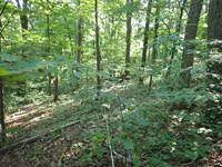 Forest with tall trees in the background and green saplings in the foreground