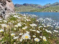 Oxeye daisies partially along the shoreline of Blue Mesa Reservoir in Curecanti NRA.
