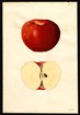 Watercolor illustration of Spitzenburg apple, a whole red apple and cross-section of apple interior