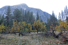 Mature apple trees with yellow leaves are spaced across a level field in a valley