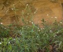 A mix of plants, including those with small white flowers on slender stalks.