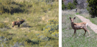 An elk with antlers stands in an area with low vegetation. A deer stands in a grassy area.