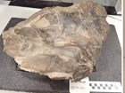 A photograph of a fossil skull after preparation.