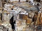 Close of photograph of fossil wood showing growth rings like a modern tree trunk.