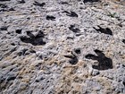 Photograph of dark colored dinosaur tracks on light colored sandstone
