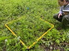 Person in an NPS uniform kneeling next to a patch of green vegetation with a yelllow plastic square.