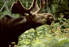Headshot of a bull moose with antlers eating green vegetation