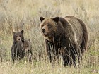 Grizzly bear female with cubs in grass