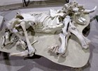 Photo of a fossil animal skeleton with a tusk