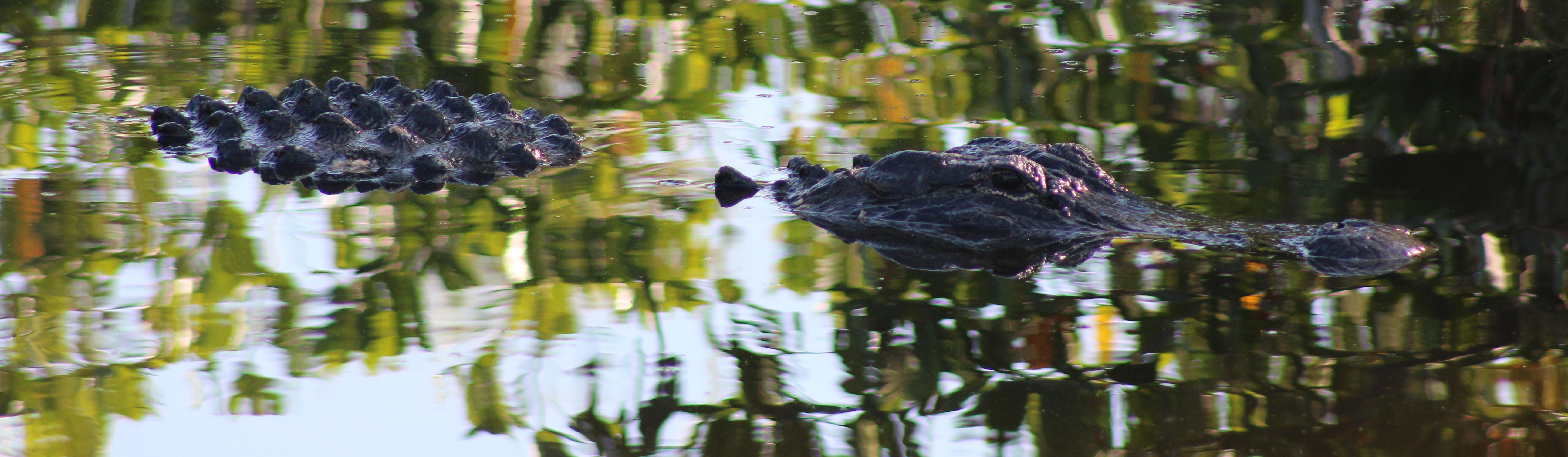 Big Cypress National Preserve (U.S. National Park Service)