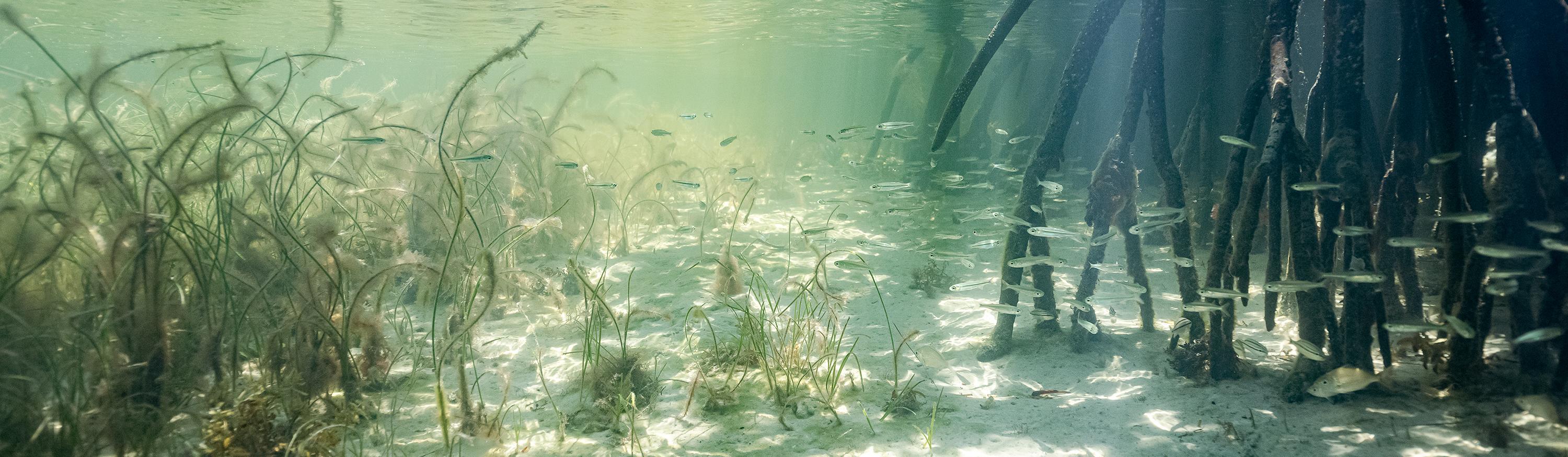 Turquoise water and islands in Biscayne National Park