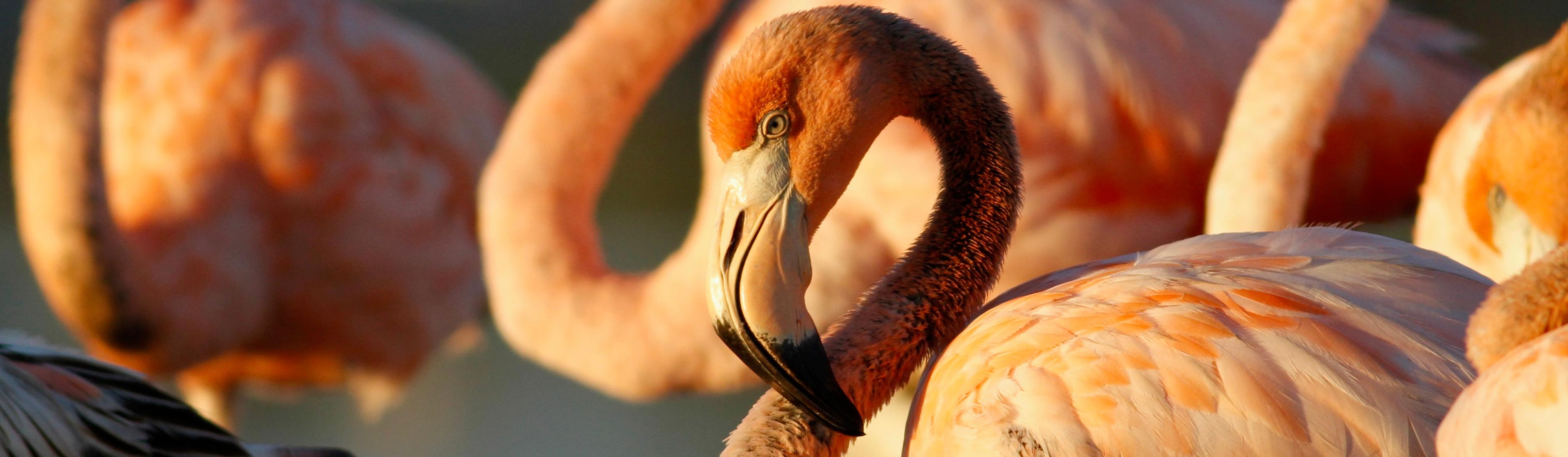 Everglades National Park (U.S. National Park Service)