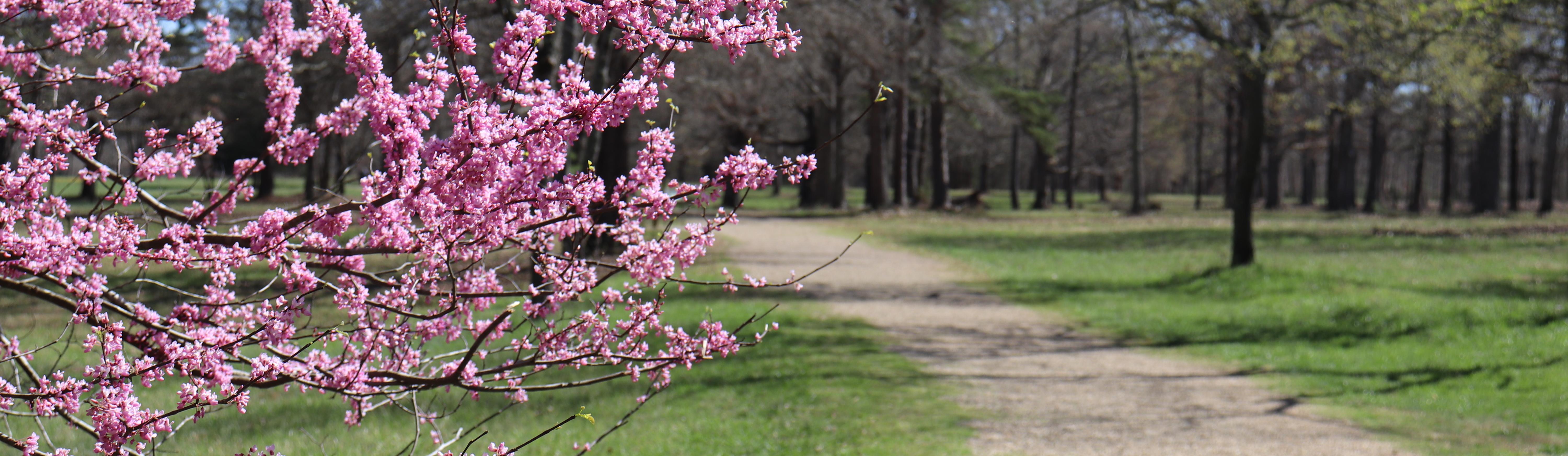 Cowpens National Battlefield (U.S. National Park Service)
