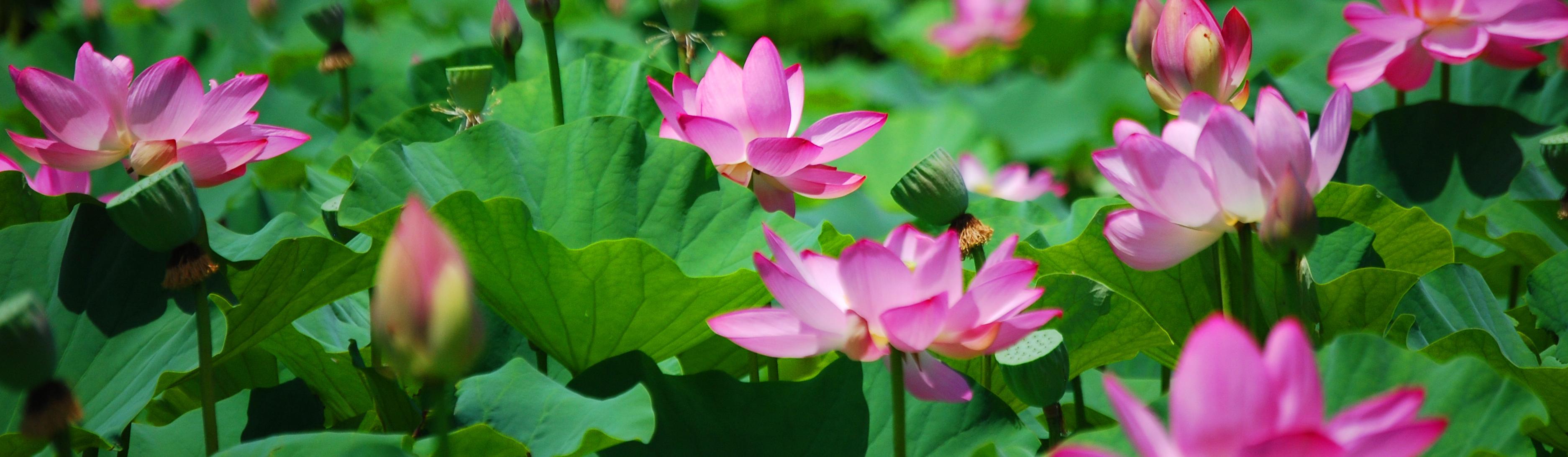 Kenilworth Park & Aquatic Gardens  (U.S. National Park Service)