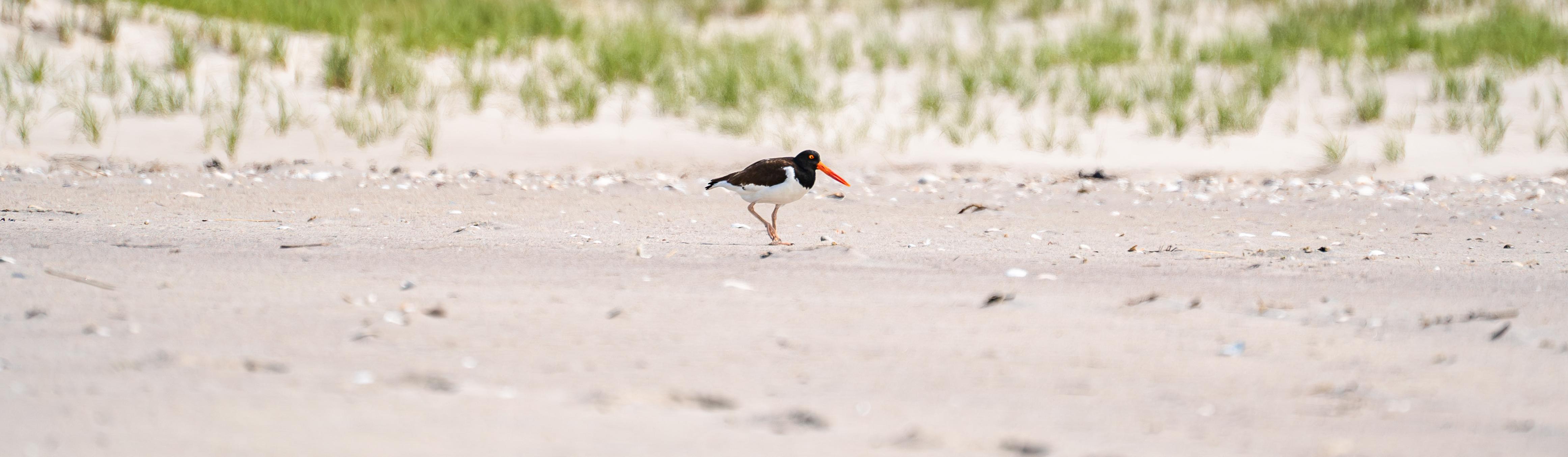 Fire Island National Seashore (U.S. National Park Service)