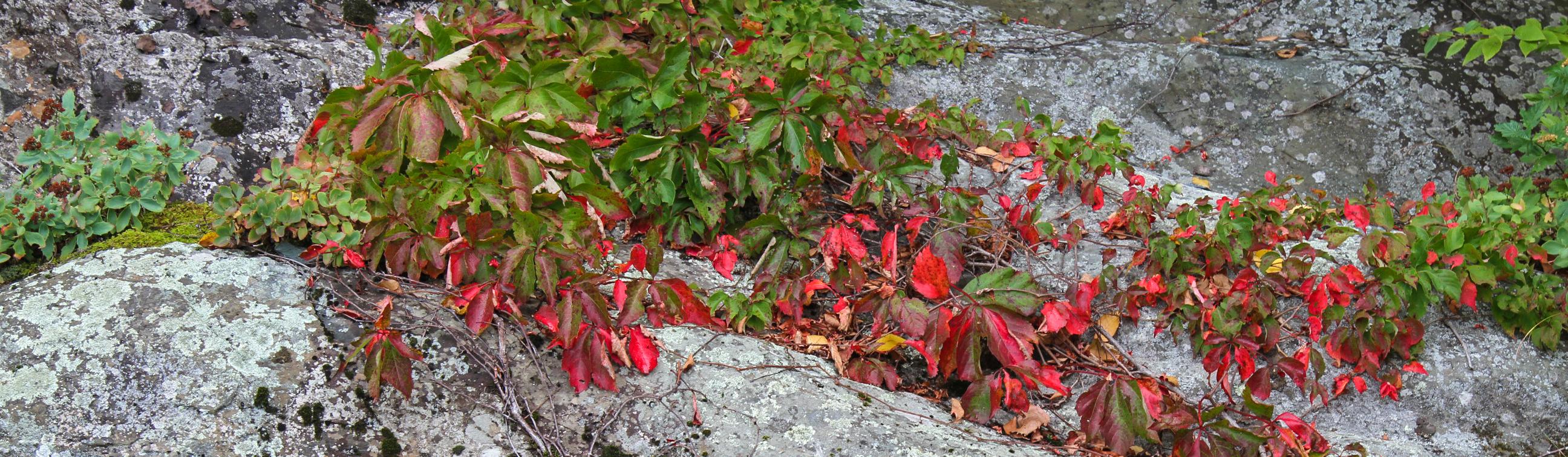 Shenandoah National Park (U.S. National Park Service)
