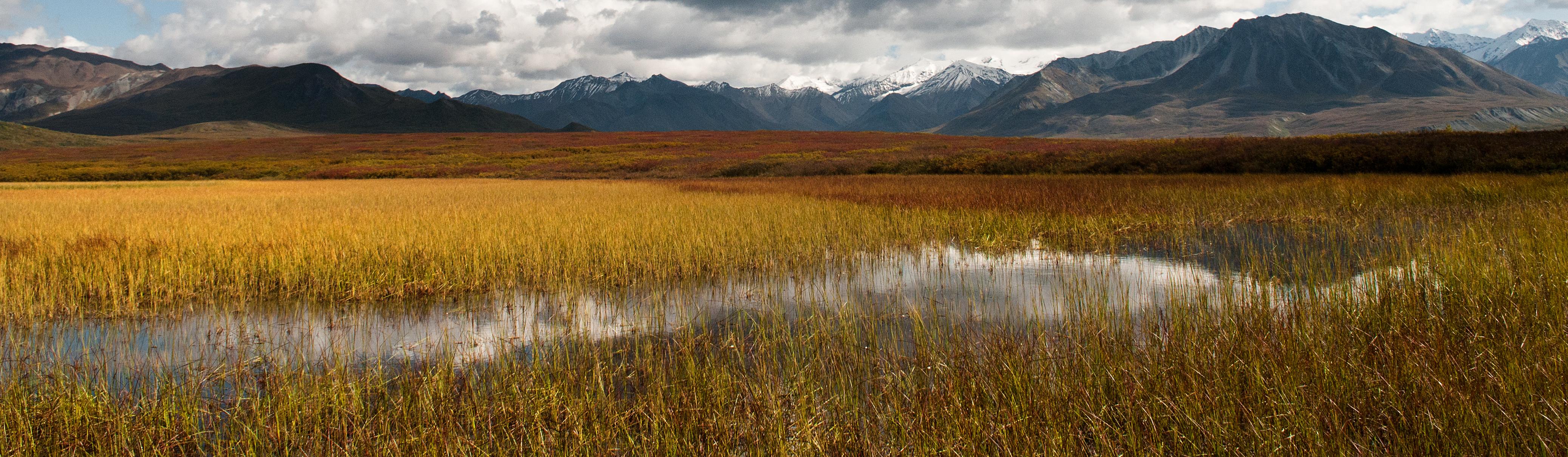Wetlands (U.S. National Park Service)
