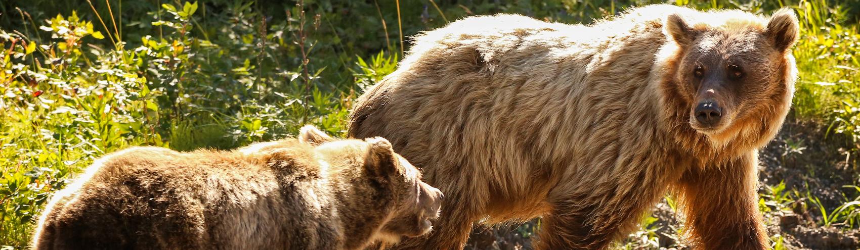 Conservation At Home - Bears (U.S. National Park Service)