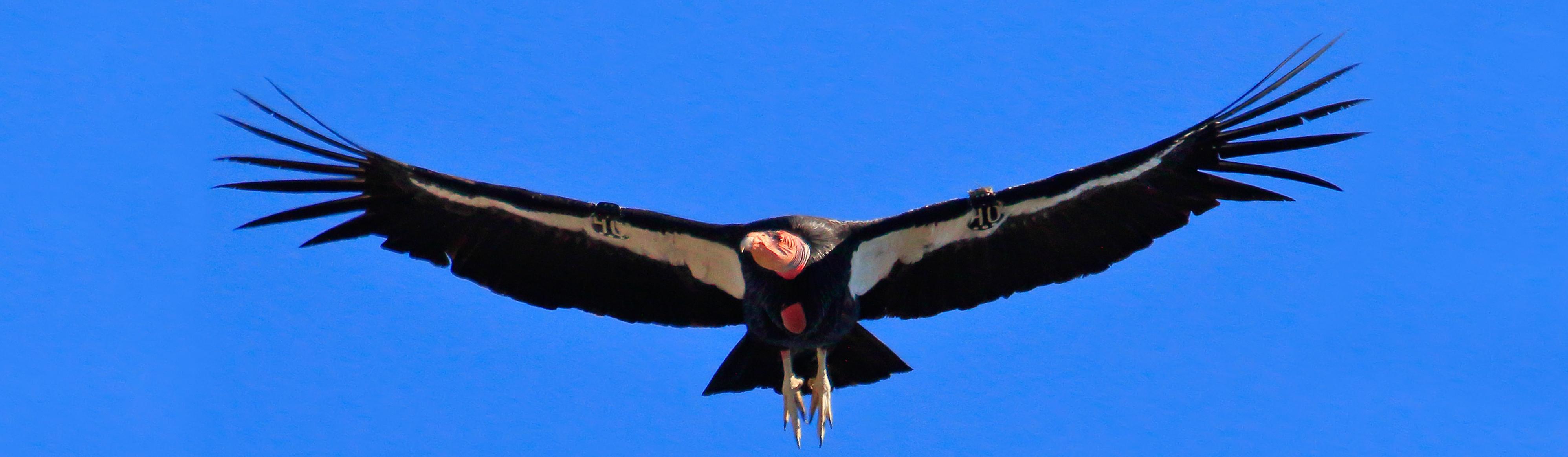 California Condors (U.S. National Park Service)