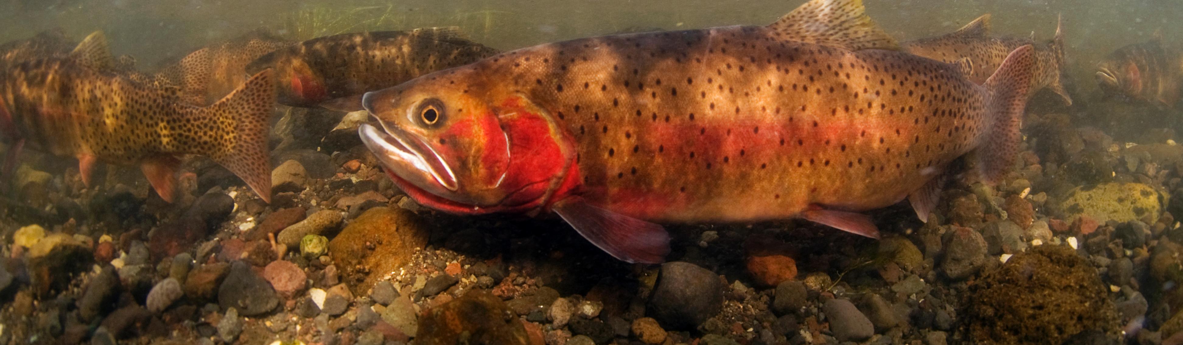 Responsible Fishing - Fish & Fishing (U.S. National Park Service)