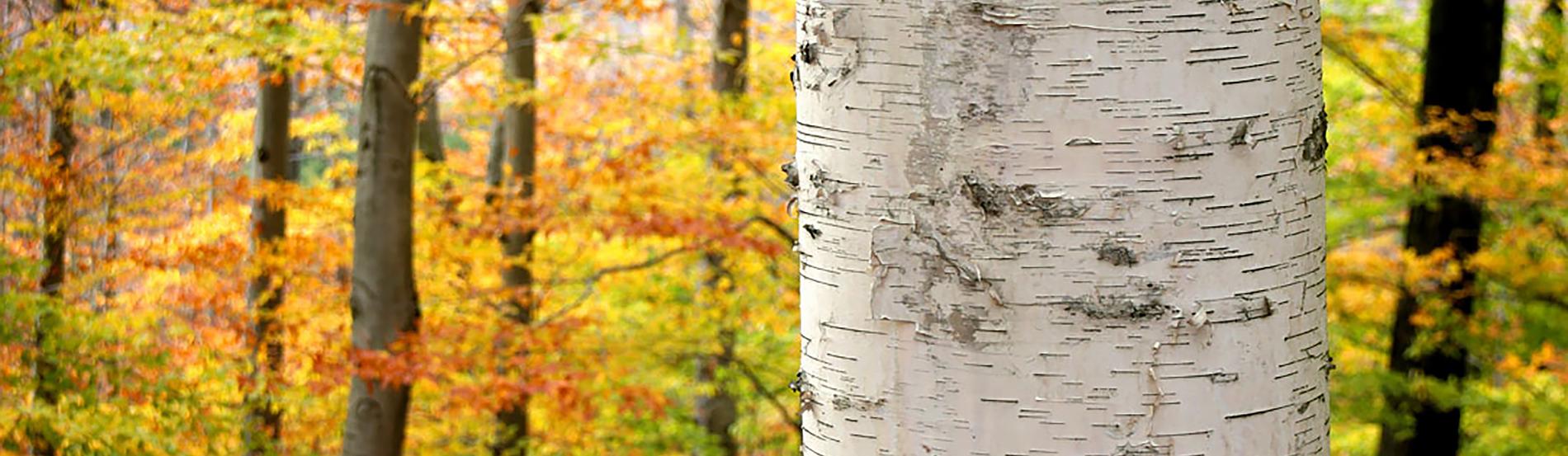 managing resilient forests (U.S. National Park Service), image size:1900x553