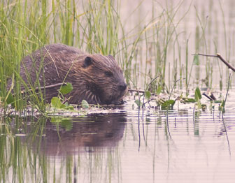 Beaver hides among wetland grass